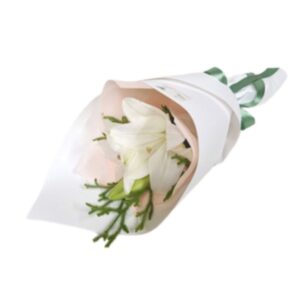 Asiatic Lily - Soft