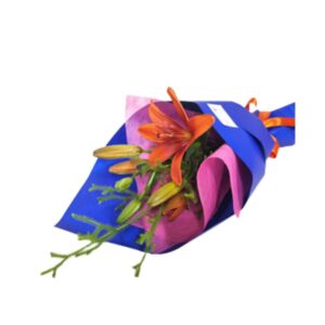 Asiatic Lily - Bright