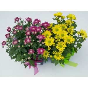 Chrysanthemum Plant