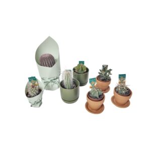 Mini Cactus