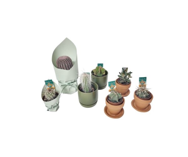 Mini Cactus