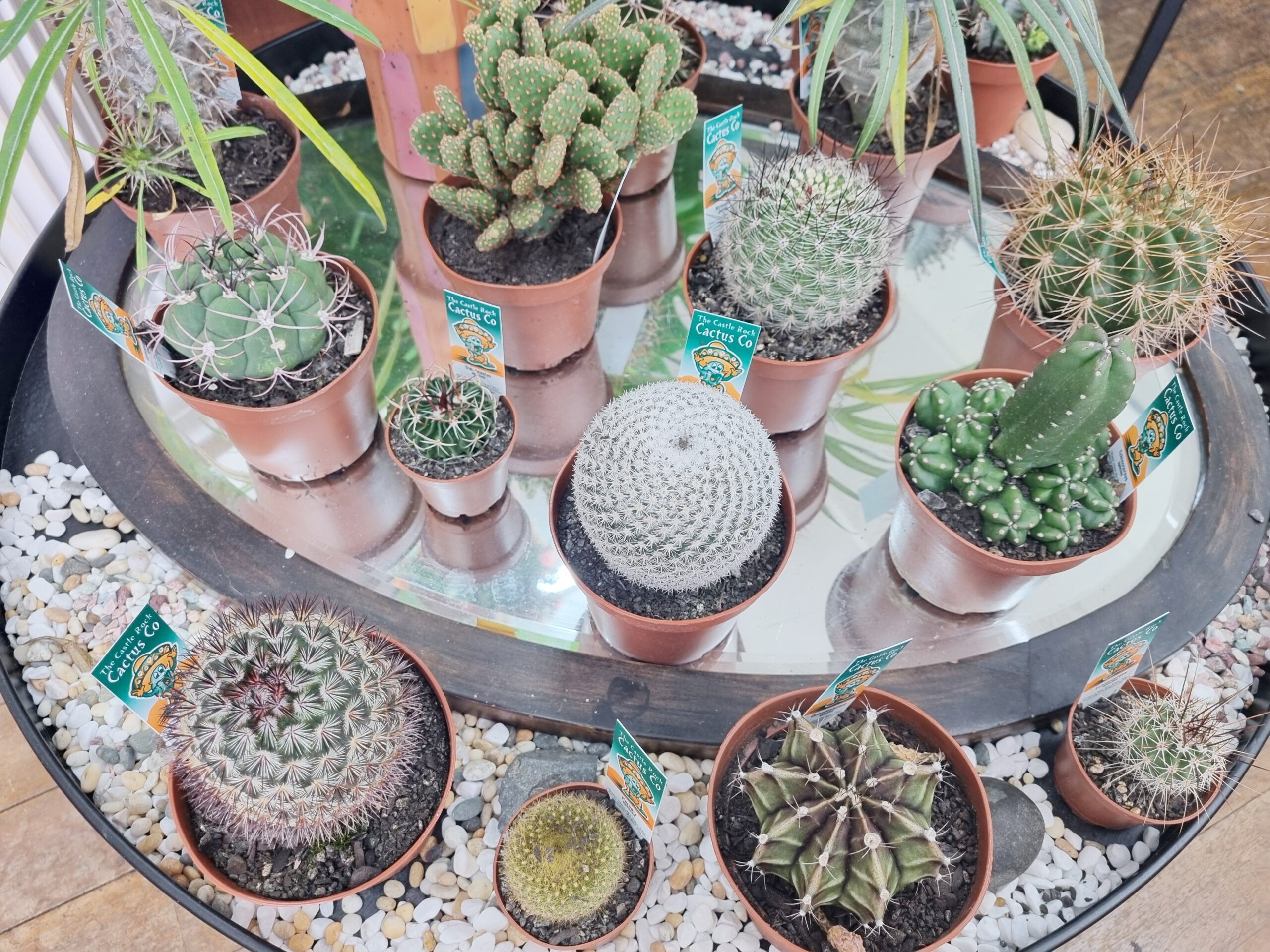 Mini Cactus - Image 2