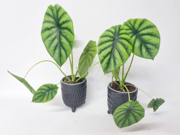 Alocasia Green Shield