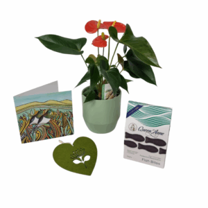 House Plant Gifting