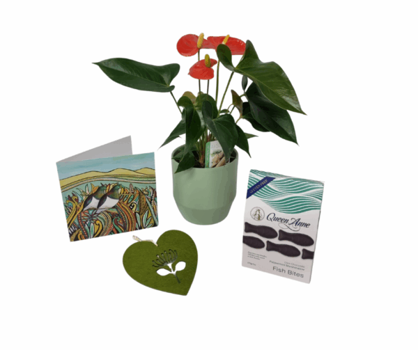 House Plant Gifting