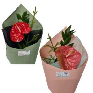Anthurium Flower