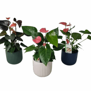 Anthurium Plant in Ceramic Pot