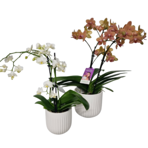 Phalaenopsis Orchid Minis